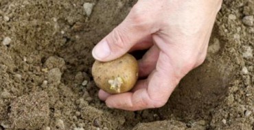 When to plant potatoes