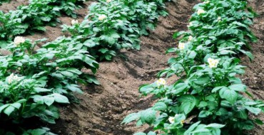 How best to plant potatoes