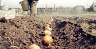 Aardappelen in rijen planten