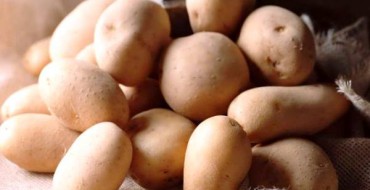 Pflanzmaterial zum Anpflanzen von Kartoffeln