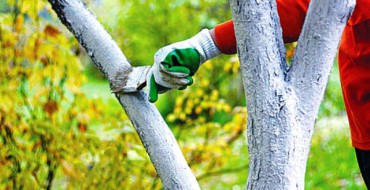 Whitewashing fruit trees in autumn