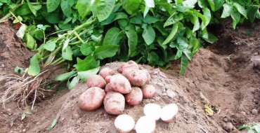 Ein Haufen Kartoffeln im Garten