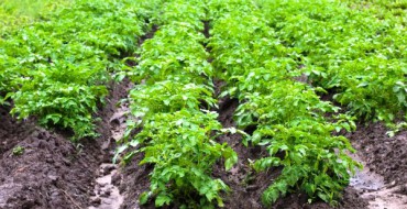 Removing weeds from the field