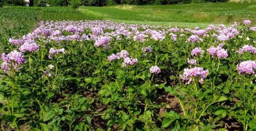 Il est temps que les pommes de terre fleurissent