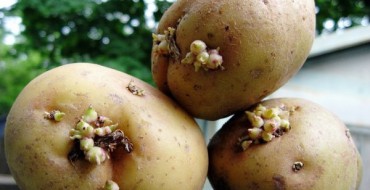 Sprouting tubers before planting