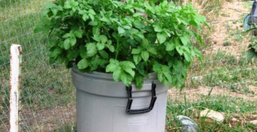 Buisson de pomme de terre dans un baril en plastique