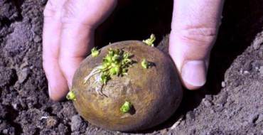 Hoe diep aardappelen te planten?