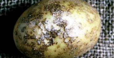 Fungal disease of potato - scab