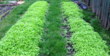 Siderata in the vegetable garden