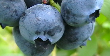 אוכמניות Blueberry אמריקאי