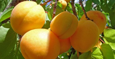 Aprikosenbaum mit Früchten