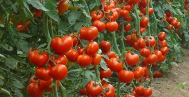 Foto von Früchten von Tomaten einer unbestimmten Sorte