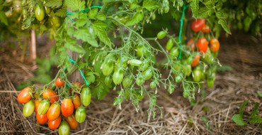 Chio-chio-san tomate bush