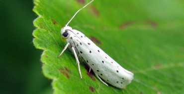 Photo of a moth - a pest of an apple tree