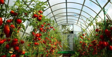 Tomatensträucher im Gewächshaus