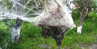 Photo d'une toile d'araignée sur un pommier avec des chenilles