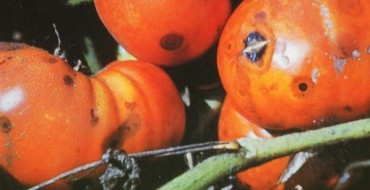 Manifestation von Anthracnose auf Tomaten