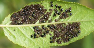 Photo de pucerons sur une feuille