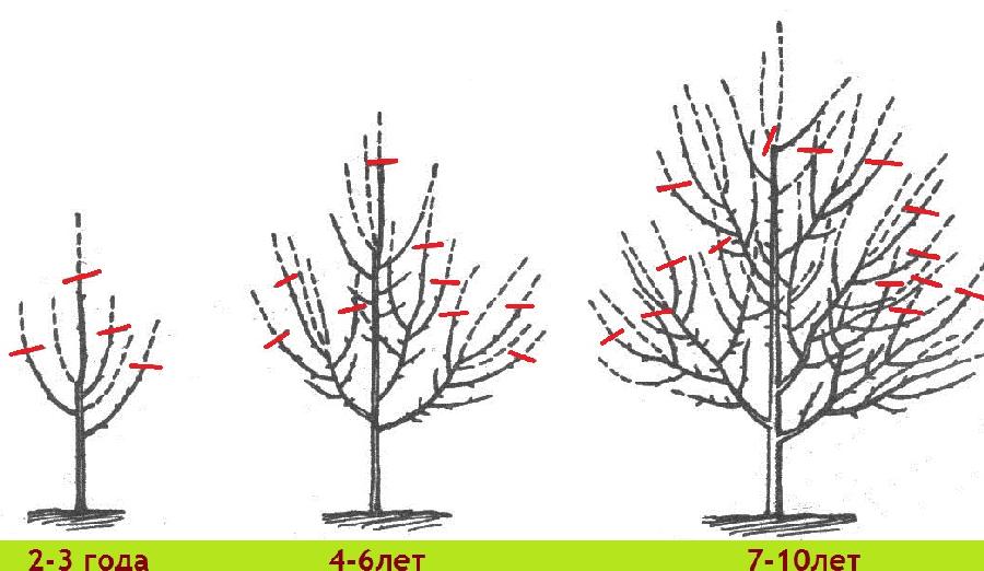 Schema de tăiere a unui pom fructifer la diferite vârste