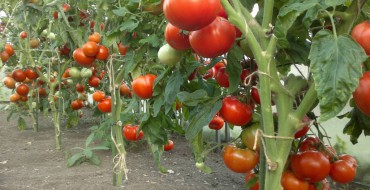Tomatenernte bei Anbau nach niederländischer Technologie