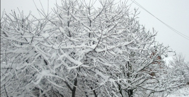 صورة الكرز في الثلج