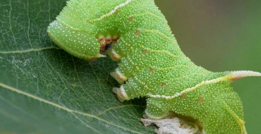 Photo of a leaf roll on a leaf