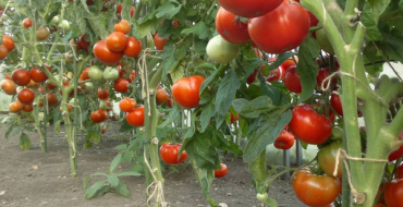 Tomatensträucher mit Früchten