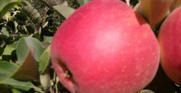 Photo of Champion apple