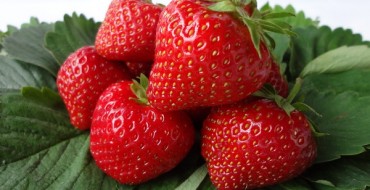 Frigo Vima Zanta Erdbeeren