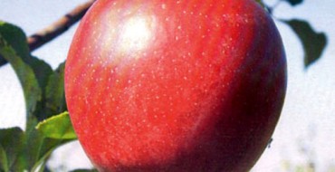 Ligol red apple