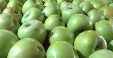 Semerenko apples on a branch