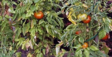Tomatensträucher mit verdrehten Blättern