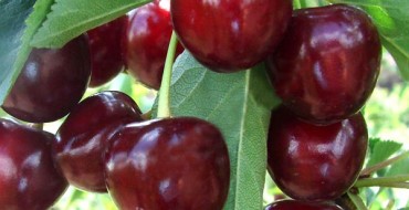 Die Früchte der Turgenjew-Kirsche am Baum