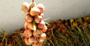 Récolter les oignons du jardin