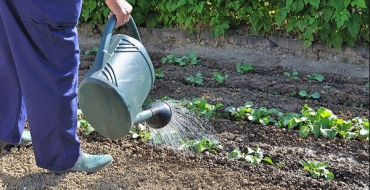 Kohl mit Wasser aus einer Gießkanne gießen