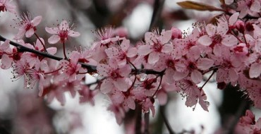 Kirschblüten der Sorte Podbelskaya