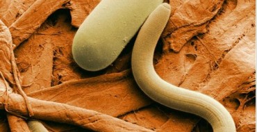 Foto de nematodă a viermilor rotunzi