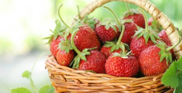 Erdbeeren in einem Korb ernten