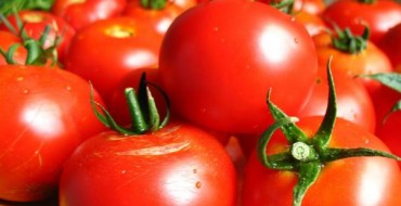 Wolgograd frühreife Tomate 323