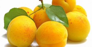 קציר אפרסקים צהובים
