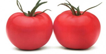 Zwei Tomaten der Sorte Azhur