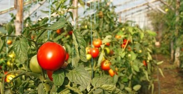 Foto von gebundenen Tomaten in einem Gewächshaus
