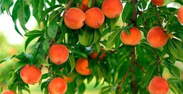 תצלום של אפרסקים על עץ