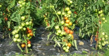 Faul angebaute Tomaten