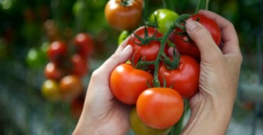 Foto von reifen Tomaten auf einem Busch