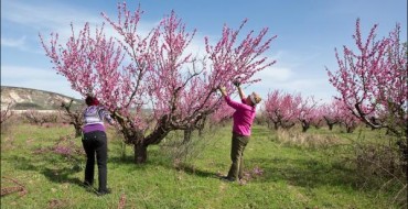 תצלום של עצי אפרסק באביב