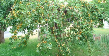 Foto von Aprikosen mit Früchten