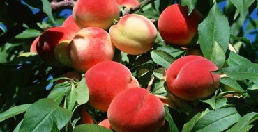 אפרסקים ועלים בריאים על העץ