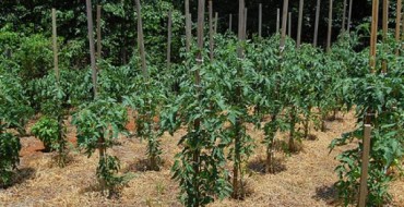 Tomatenbüsche unter Mulch
