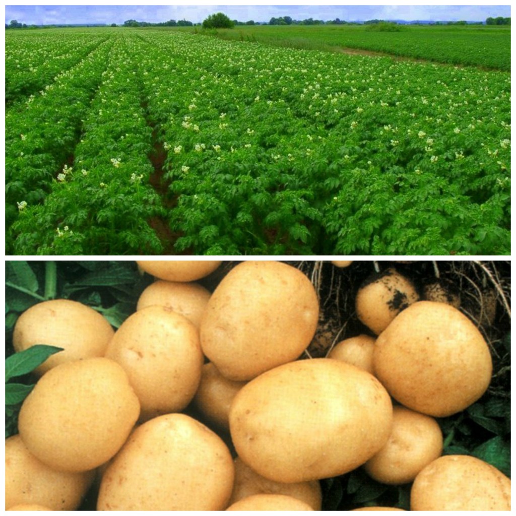كيفية زراعة البطاطس بشكل صحيح من الألف إلى الياء